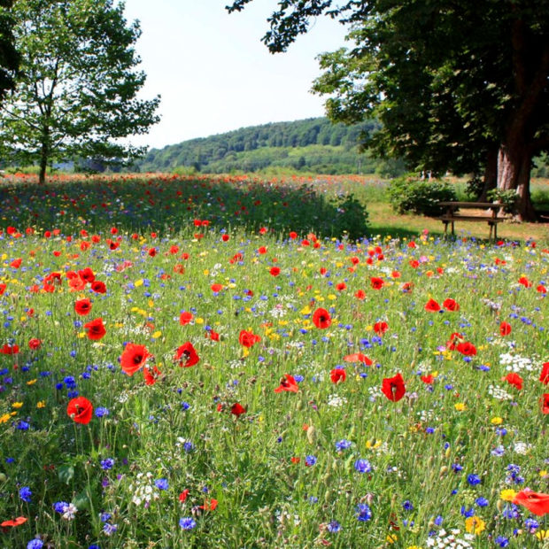 L'analyse technique de votre jardin