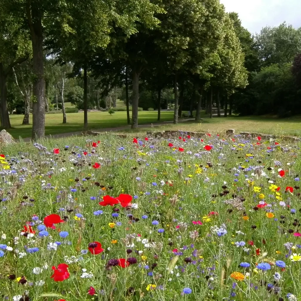 Aménagement et création de jardin